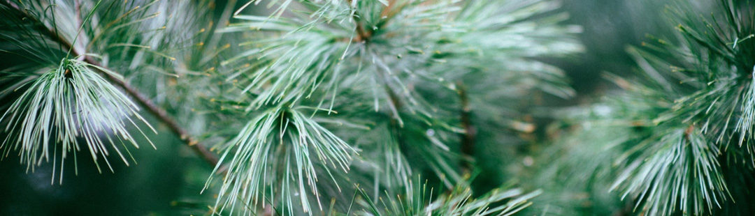 Annual Christmas Tree Sale