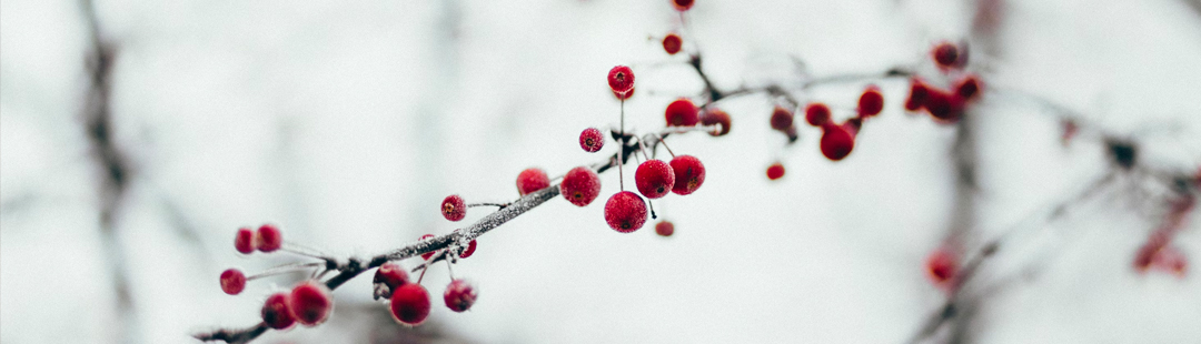 Advent Afternoon of Reflection